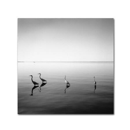 Trademark Fine Art Moises Levy '4 Herons' Canvas Art, 24x24 ALI1089-C2424GG